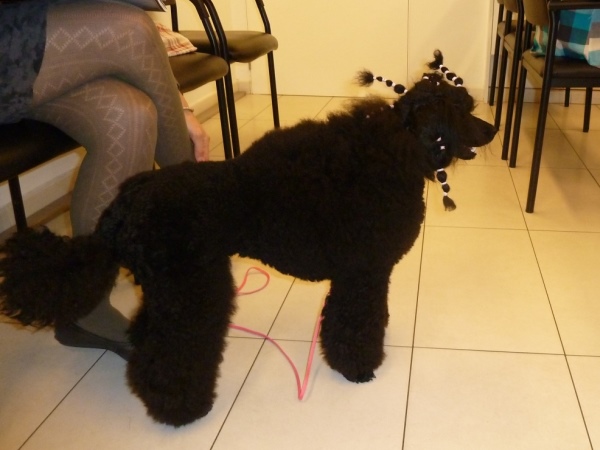 Seminario de Nuevas Tendencias en Cosmética Canina 5 Nuevas-tendencias-en-cosmetica-canina-4