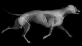 Radiografía a un perro