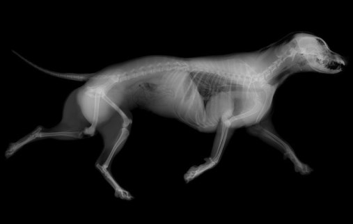 Radiografía a un perro