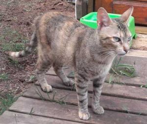 Este mes de julio CIM Formación hemos apadrinado a Princesa 3 Princesa-gata-adopcion-asociacion-APAO-barcelona-1