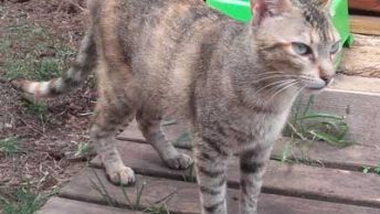 Princesa-gata-adopcion-asociacion-APAO-barcelona-1|Princesa-gata-adopcion-asociacion-APAO-barcelona-0|Princesa-gata-adopcion-asociacion-APAO-barcelona-2