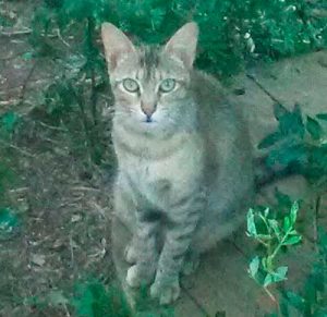 Este mes de julio CIM Formación hemos apadrinado a Princesa 4 Princesa-gata-adopcion-asociacion-APAO-barcelona-2