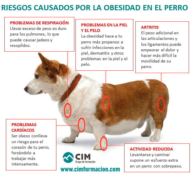Riesgos de obesidad en perros