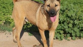 Robi-Modepran-1|Robi-Modepran-2|Robi-Modepran-3