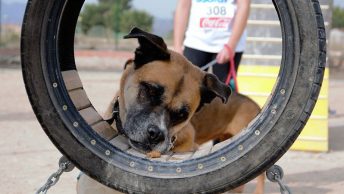 Tufo-AsoKa-el-Grande