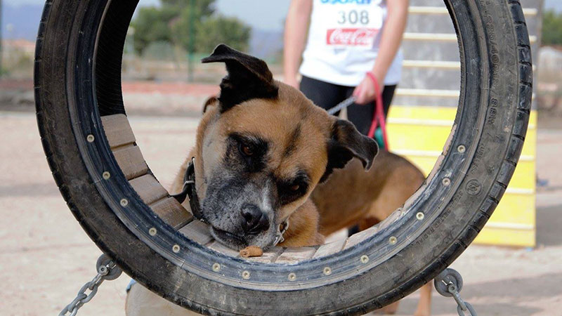 En enero apadrinamos a Tufo de la Asociación AsoKa el Grande 2 Tufo, de la Asociación AsoKa el Grande