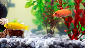 Pecera con peces dentro