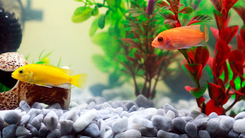 Acuarofilia, mucho más que un entretenimiento 1 Pecera con peces dentro