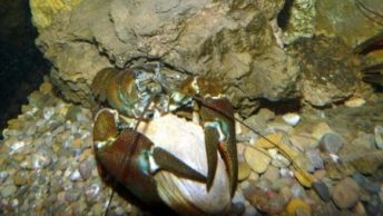 adeffa_cranc|xoriguer|exterior.adeffa.cimformacion