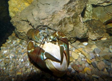 adeffa_cranc|xoriguer|exterior.adeffa.cimformacion