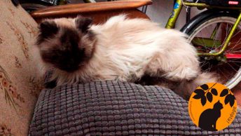 adopcion-kira-min|Kira siamesa 17a