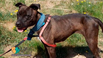 afri-protectora-granollers-min|perrita-pitbull-afri-protectora-de-animales-de-granollers-1