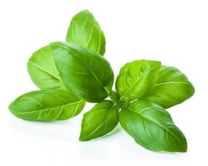 albahaca