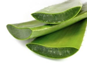 aloe vera