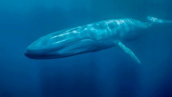 La ballena, el animal más grande del mundo