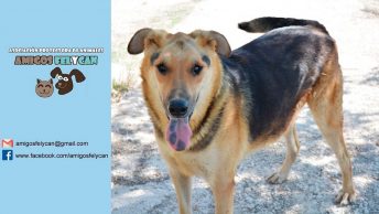 apadrinamiento-lambda-min|asociacion-protectora-de-animales-amigos-felycan