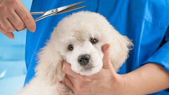 Corte de pelo de orejas de caniche