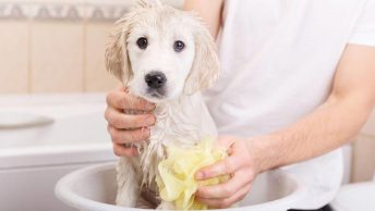 Perro cachorro siendo bañado