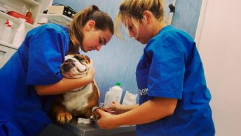 atv-clinica-veterinaria|practicas-alumnos-atv-clinica-veteriaria