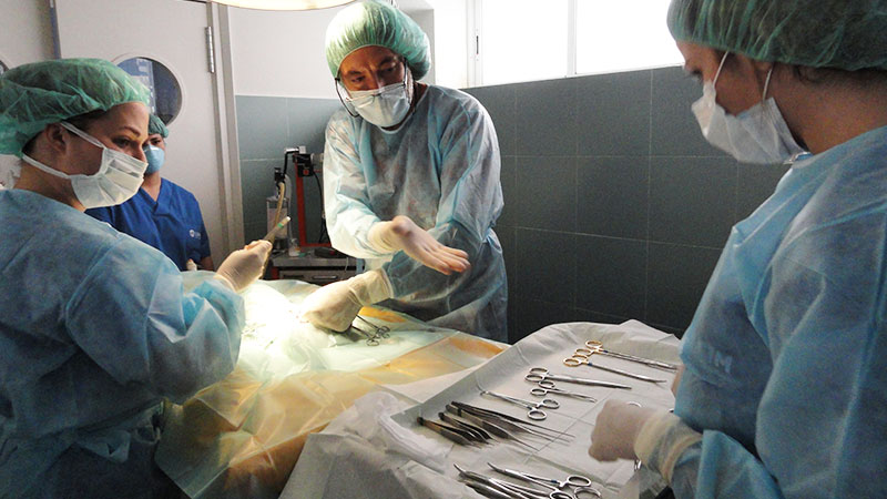 Auxiliares veterinarios trabajando en el quirófano de una clínica veterinaria