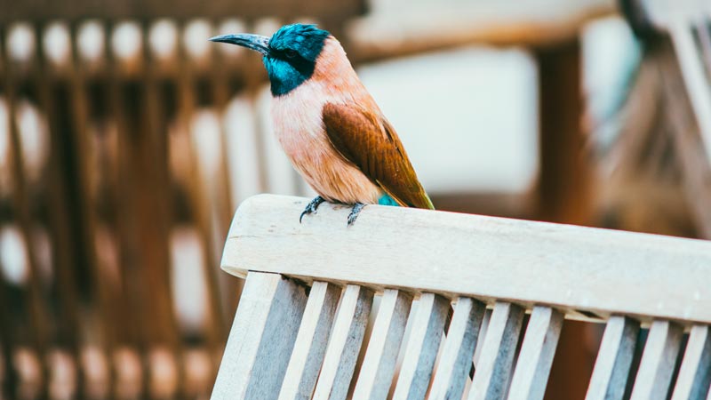 Ave exótica sobre una silla