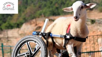 bartolo-apadrinado-cordero