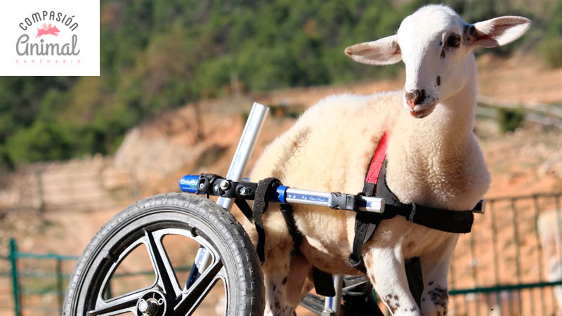 bartolo-apadrinado-cordero