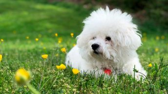 Un bichón maltés antes de que le corten el pelo