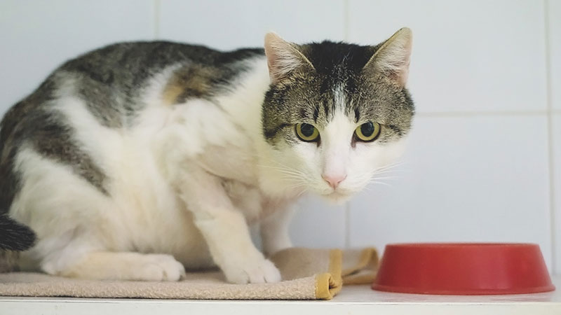 Boris, gato en la protectora de Mataró SPAM