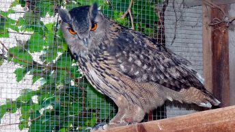 buho-heura-adeffa-min