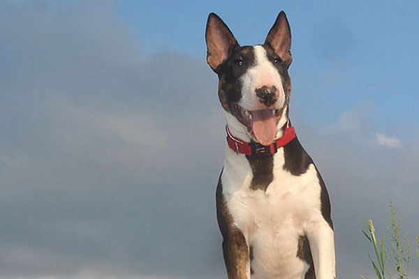 Diez razas de perros para niños 2