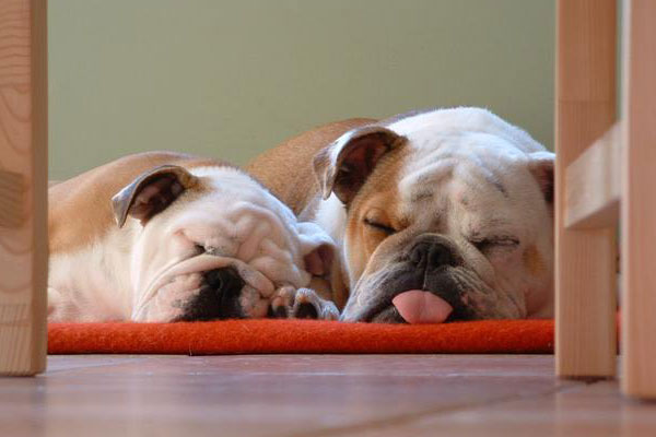 Diez razas de perros para niños 1