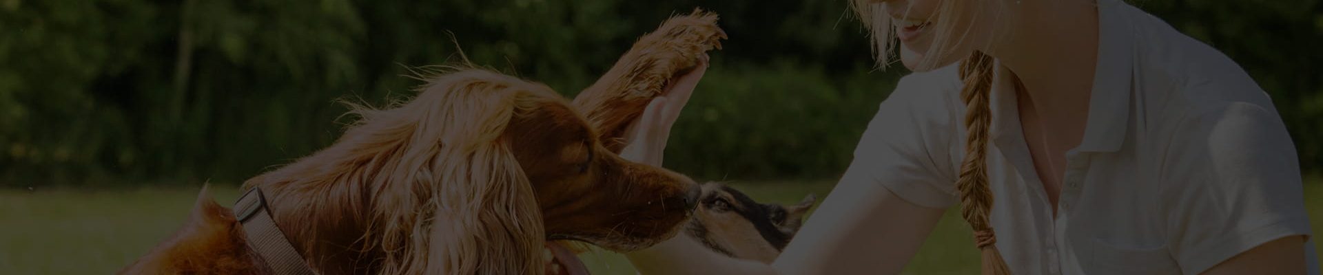 Cabecera de la categoría de Adiestramiento canino del blog de CIM Formación