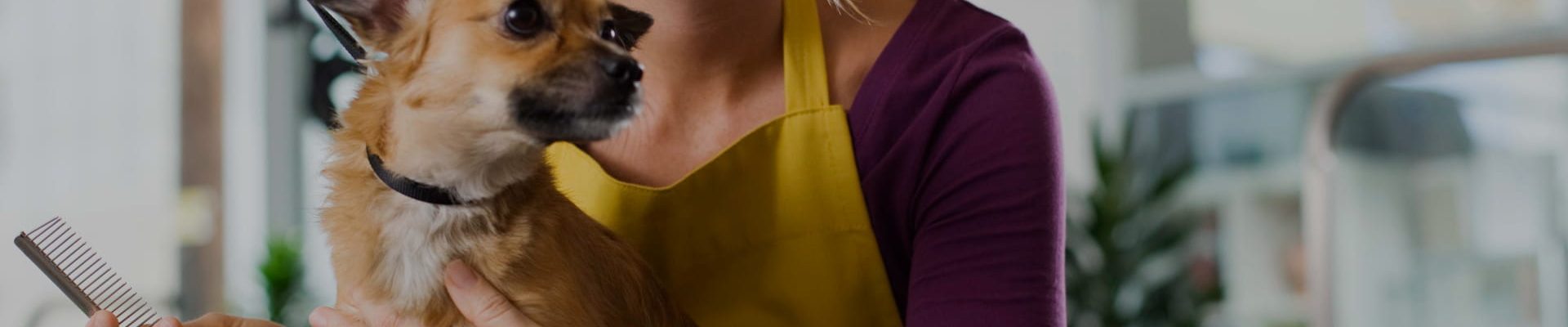 Cabecera de la categoría de Peluquería y estética canina del blog de CIM Formación