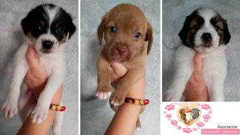 cahorros-abandonados-elche