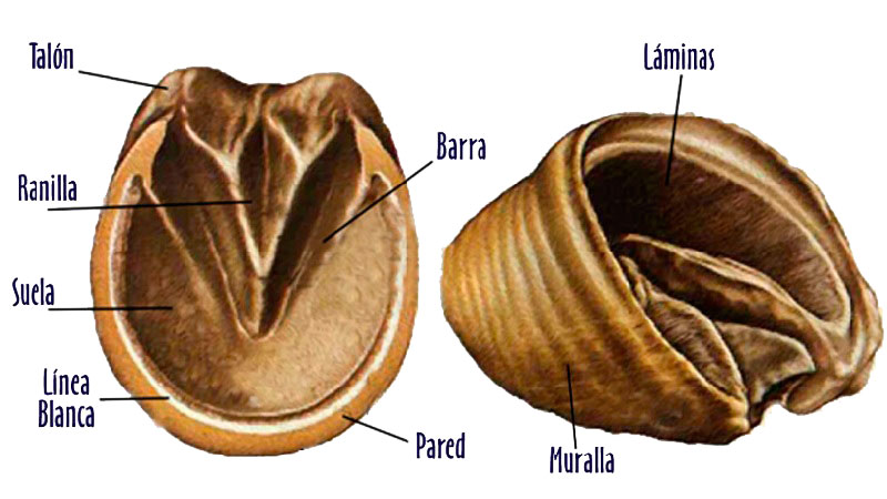 anatomía de los cascos del caballo