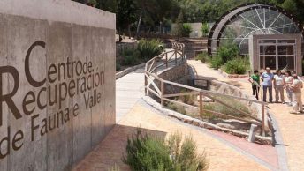 centro-de-recuperacion-de-fauna-el-valle|recuperacion-pajaro-centro-min