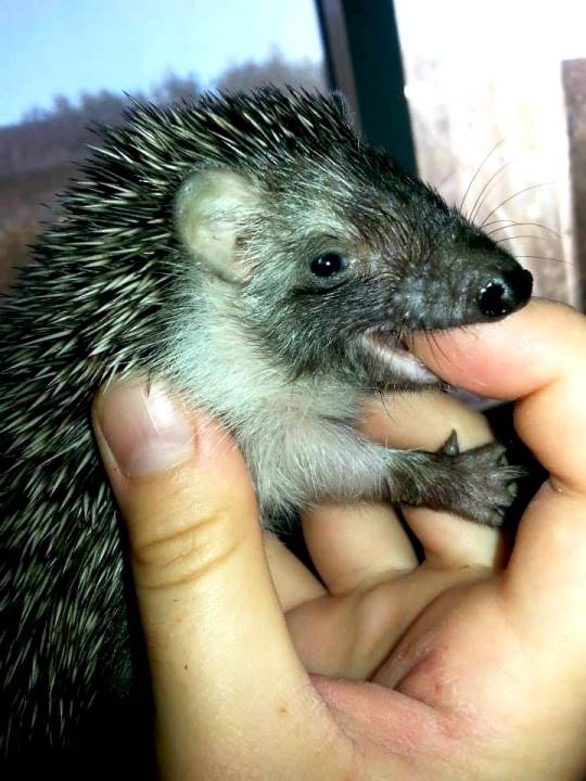 centro-recuperacion-fauna-salvaje-1