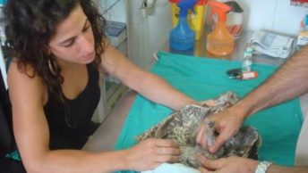 centro-recuperacion-fauna-salvaje-3|Forestal-Catalana-Generalitat-de-Catalunya|Centre-Recuperació-Fauna-Salvatge-Vallcalent|Centre-Recuperació-Fauna-Salvatge-Torreferrussa|centro-recuperacion-fauna-salvaje-10|centro-recuperacion-fauna-salvaje-1|centro-recuperacion-fauna-salvaje-2|centro-recuperacion-fauna-salvaje-4|centro-recuperacion-fauna-salvaje-5|centro-recuperacion-fauna-salvaje-6|centro-recuperacion-fauna-salvaje-7|centro-recuperacion-fauna-salvaje-8|centro-recuperacion-fauna-salvaje-9|Centre-Recuperacio-Fauna-Salvatge-Torreferrussa|Centre-Recuperacio-Fauna-Salvatge-Vallcalent