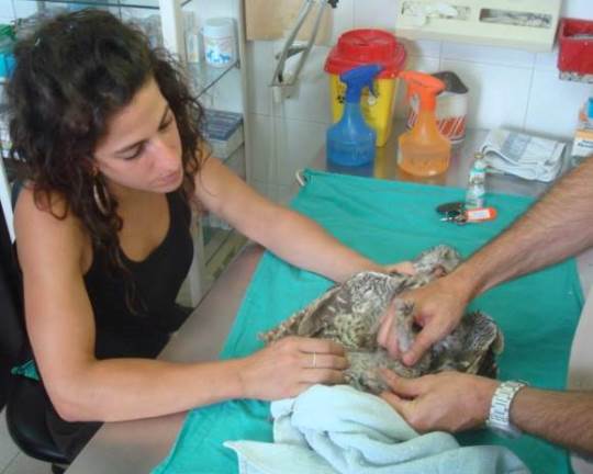 centro-recuperacion-fauna-salvaje-3|Forestal-Catalana-Generalitat-de-Catalunya|Centre-Recuperació-Fauna-Salvatge-Vallcalent|Centre-Recuperació-Fauna-Salvatge-Torreferrussa|centro-recuperacion-fauna-salvaje-10|centro-recuperacion-fauna-salvaje-1|centro-recuperacion-fauna-salvaje-2|centro-recuperacion-fauna-salvaje-4|centro-recuperacion-fauna-salvaje-5|centro-recuperacion-fauna-salvaje-6|centro-recuperacion-fauna-salvaje-7|centro-recuperacion-fauna-salvaje-8|centro-recuperacion-fauna-salvaje-9|Centre-Recuperacio-Fauna-Salvatge-Torreferrussa|Centre-Recuperacio-Fauna-Salvatge-Vallcalent