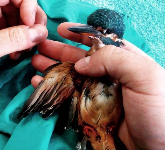 centro-recuperacion-fauna-salvaje-5