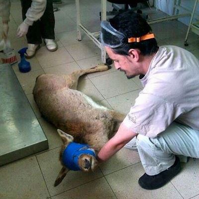 centro-recuperacion-fauna-salvaje-6