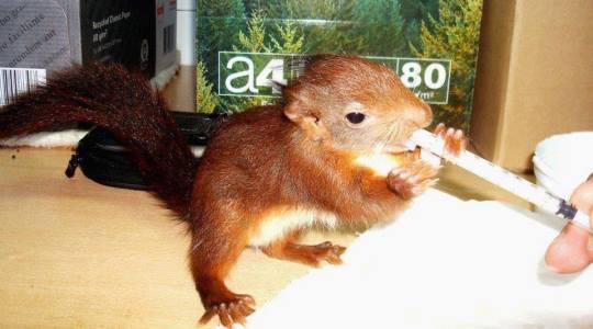 centro-recuperacion-fauna-salvaje-8