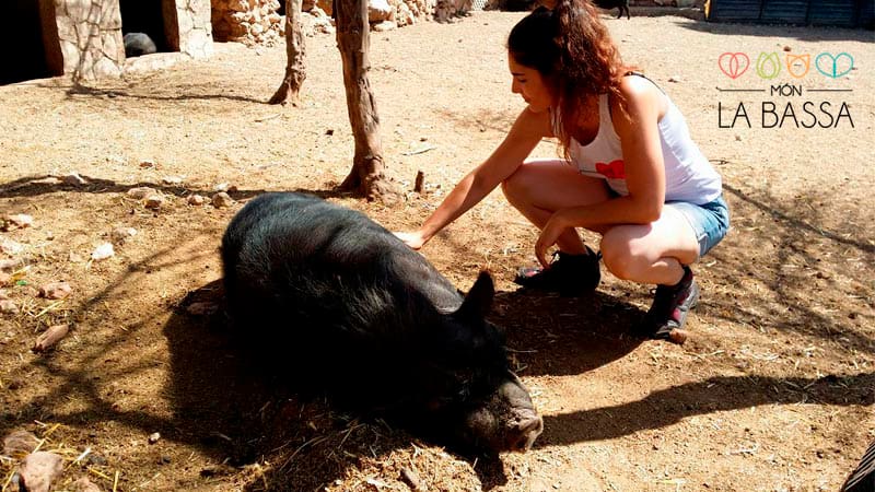 cerdo-oing-min|oing2