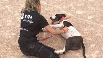 clases-del-curso-de-adiestramiento-canino