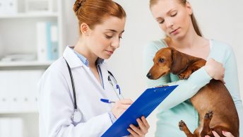 Auxiliar veterinario en el Reino Unido