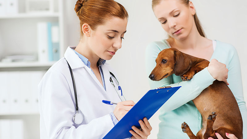 Auxiliar veterinario en el Reino Unido