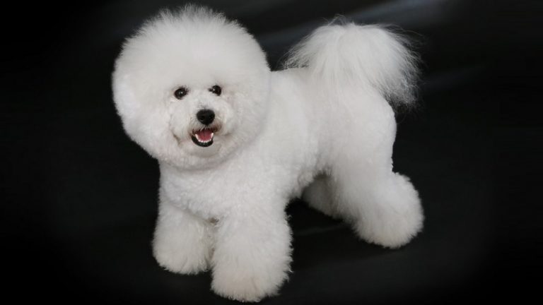 Carta da Parati Bichon Frise e un Maltese, 7 anni e 3 anni
