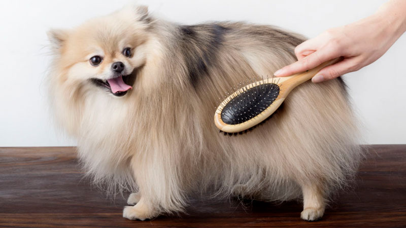 Pasando el cepillo a un perro