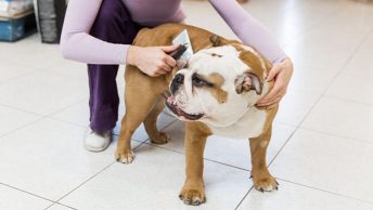 Bulldog en peluquería